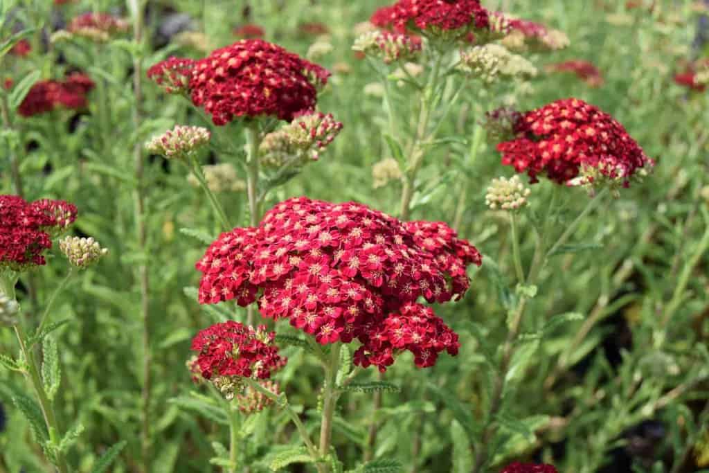 Achillea 'Red Velvet' ---